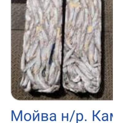 Мойва Мойва