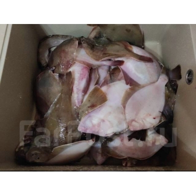 Камбала желтобрюхая Камбала желтобрюхая