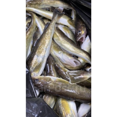 Навага НР Навага НР