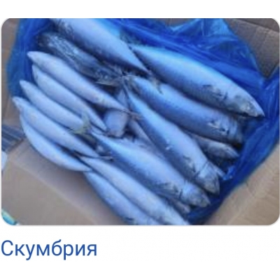 Скумбрия L 20 кг Скумбрия L 20 кг