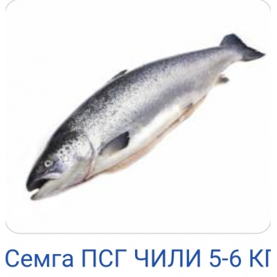Семга ПСГ 5-6 р/вес Семга ПСГ 5-6 р/вес